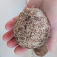 colocasia esculenta 