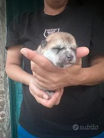 Cuccioli Akita Inu