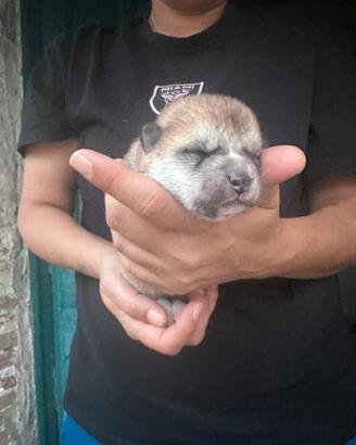 Cuccioli Akita Inu