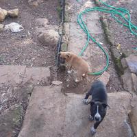 Cuccioli di pit-bull/amstaff