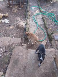 Cuccioli di pit-bull/amstaff