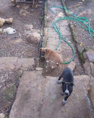Cuccioli di pit-bull/amstaff