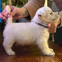 Cuccioli west highland terrier c pedigree Westie