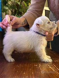 Cuccioli west highland terrier c pedigree Westie