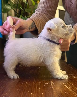 Cuccioli west highland terrier c pedigree Westie