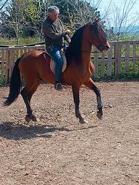 Cavallo