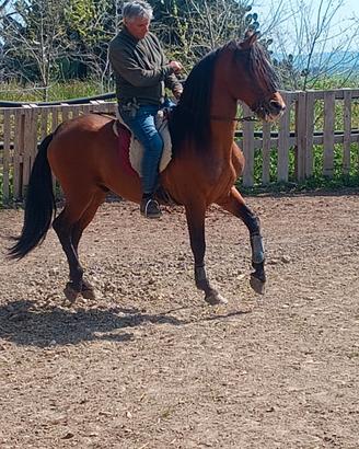 Cavallo