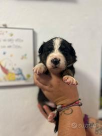 Australian Shepherd / pastore australiano 