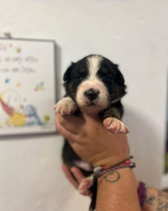 Australian Shepherd / pastore australiano 