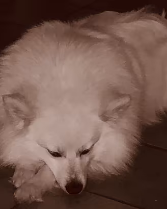 Animali