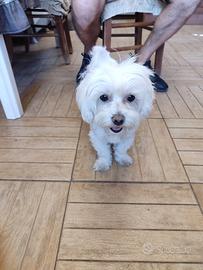 Maltese maschio