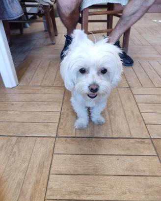 Maltese maschio