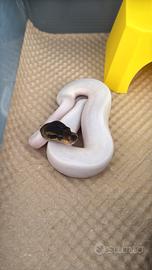 pitone reale cinnamon pied