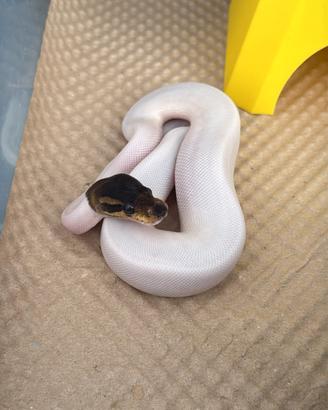 pitone reale cinnamon pied