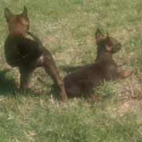 Cuccioli Pastore Belga Malinois Pedigree