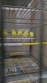 Canarini arricciato del nord