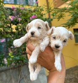 Maltipoo