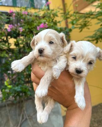 Maltipoo