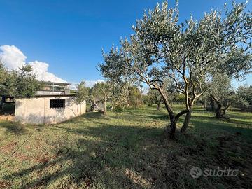 Rustico uso magazzino con terreno pianeggiante