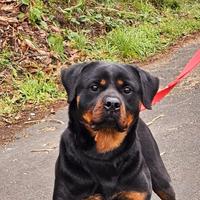 ROTTWEILER Femmina - 18 mesi