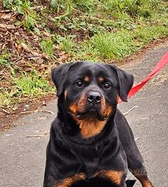 ROTTWEILER Femmina - 18 mesi