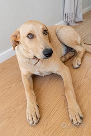 Cane segugio Labrador pelo corto meticcio
