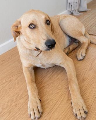Cane segugio Labrador pelo corto meticcio