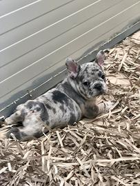 Bulldog Francese Exotic Merle