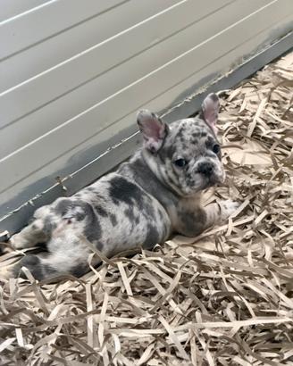Bulldog Francese Exotic Merle