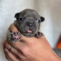 Bulldog francese