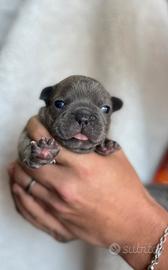 Bulldog francese