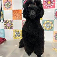 Barbone medio maschio disponibile per monta