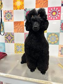 Barbone medio maschio disponibile per monta