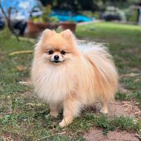 Spitz di Pomerania nano disponibile per monta