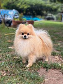 Spitz di Pomerania nano disponibile per monta