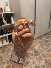 Geco leopardino Albino(Bell)