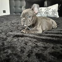 Cuccioli di bulldog francese blu