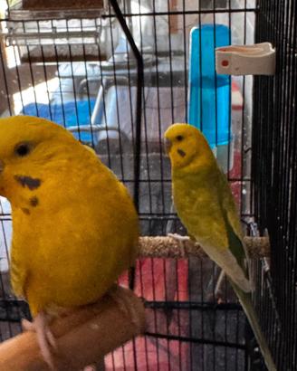 Coppia Pappagalli cocorite cocorita riproduzione