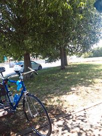 bici da corsa stradalizzata