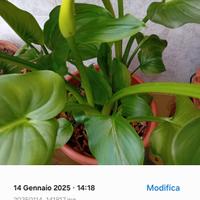 Pianta Calla bianca 