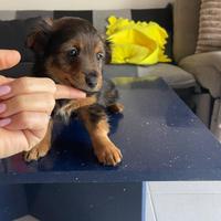 Cucciolo taglia piccola