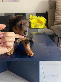 Cucciolo taglia piccola