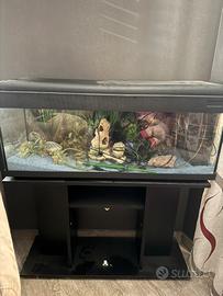 Acquario