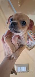 Ultimo Chihuahua toy