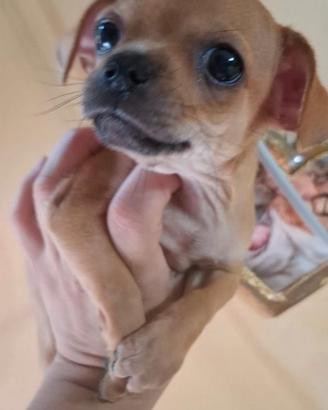Ultimo Chihuahua toy