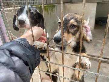 Cuccioli in rifugio adottabili