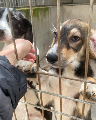 Cuccioli in rifugio adottabili