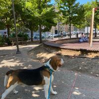 Beagle maschio puro disponibile per monta