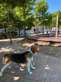 Beagle maschio puro disponibile per monta