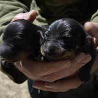 Amorevole cucciola di bassotto